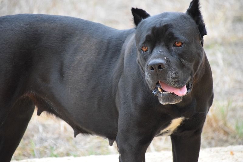 El Cane Corso o Mastín Italiano un perro creado para ser utilizado en la caza mayor y como perro guardián para proteger propiedades