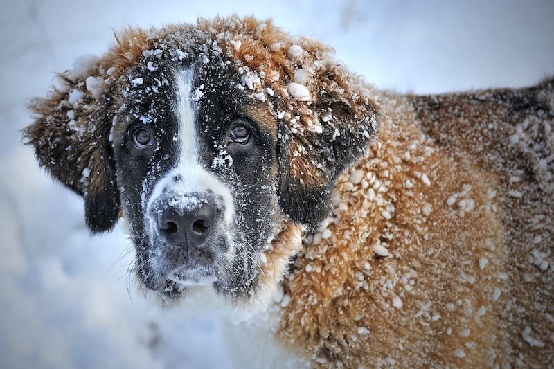Perro San Bernardo en la nieve